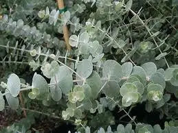 Essential Oil - Eucalyptus Heliotrope San Francisco