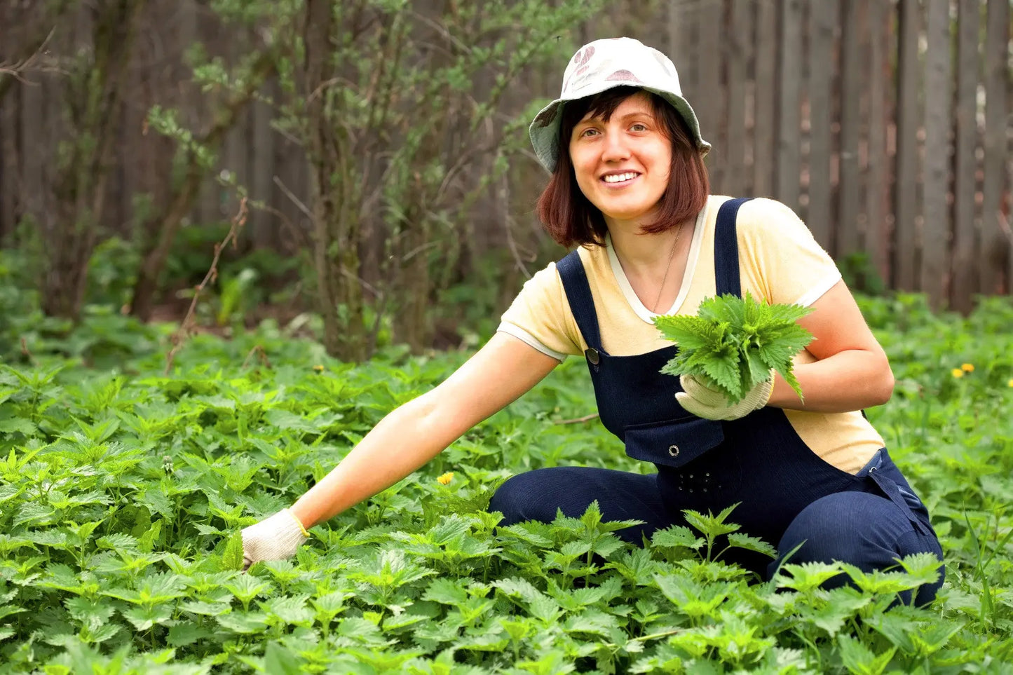 THE INCREDIBLE ORGANIC NETTLE - Food Supplement Naturare.fr