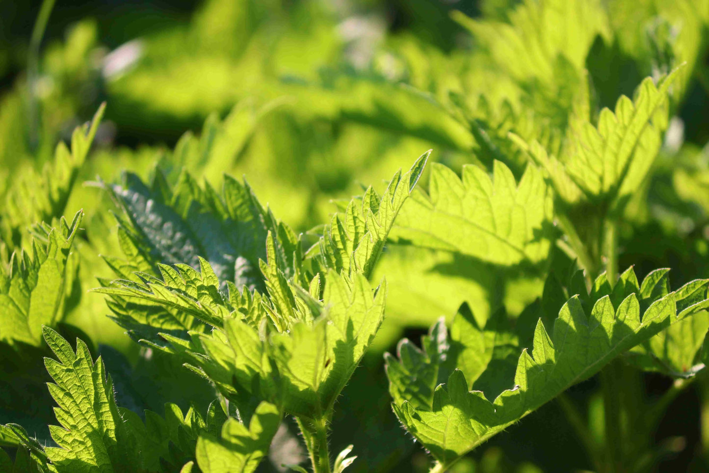 THE INCREDIBLE ORGANIC NETTLE - Food Supplement Naturare.fr