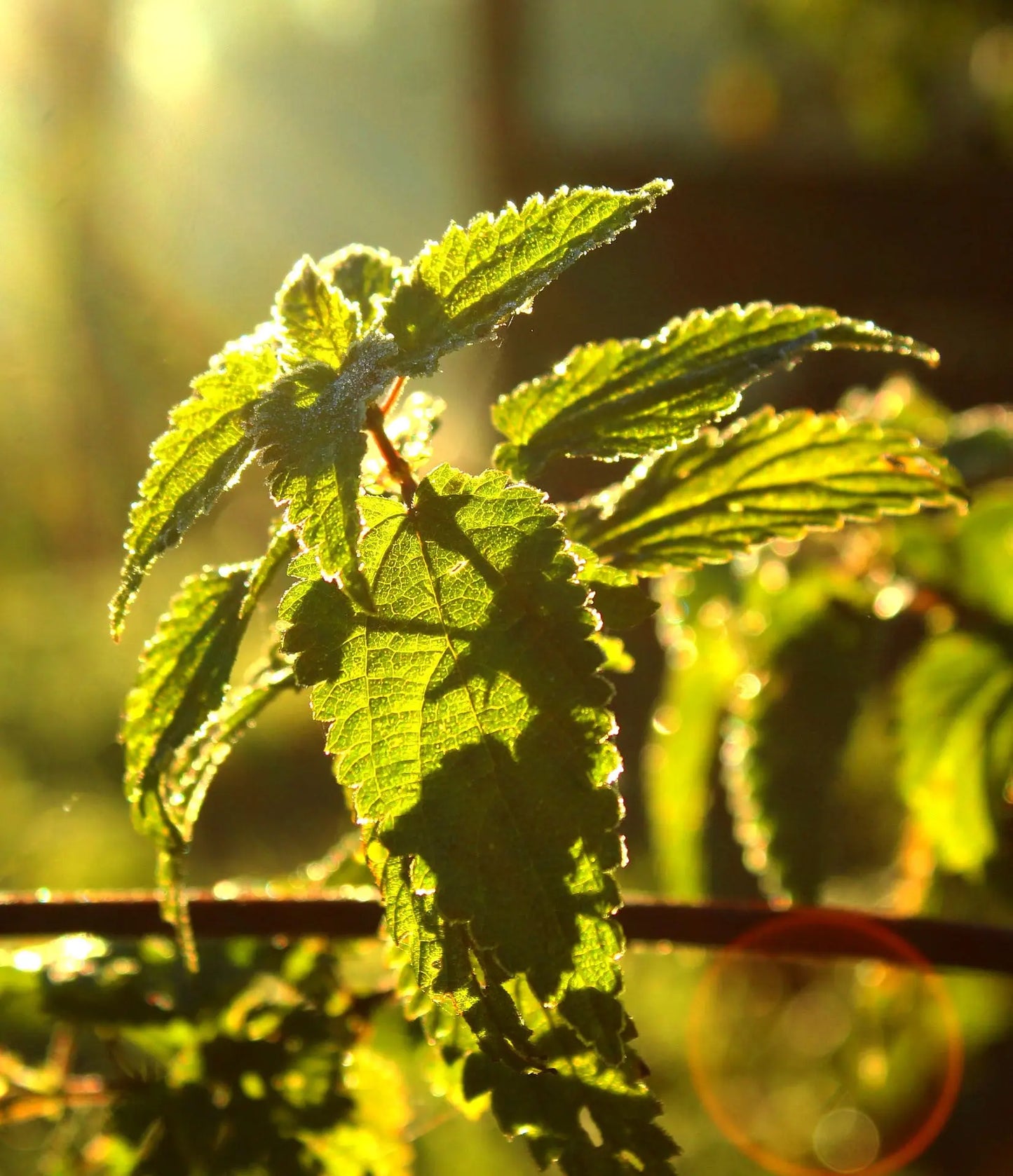 THE INCREDIBLE ORGANIC NETTLE - Food Supplement Naturare.fr