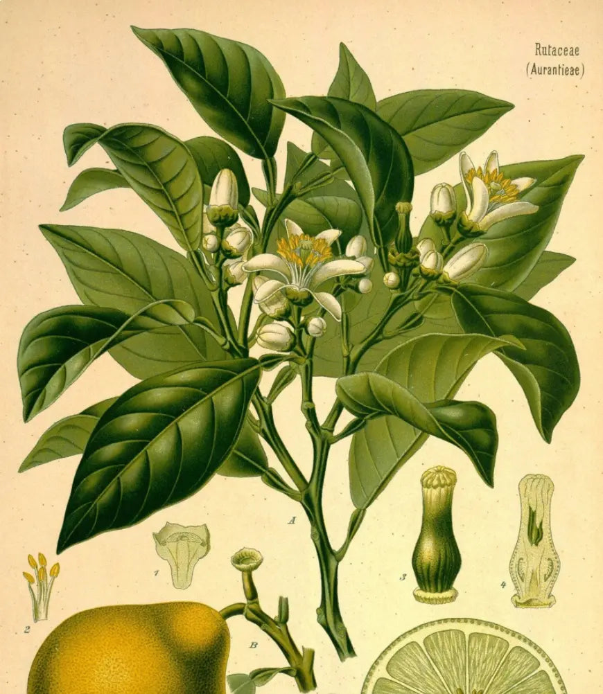 Essential Oil - Bergamot Heliotrope San Francisco