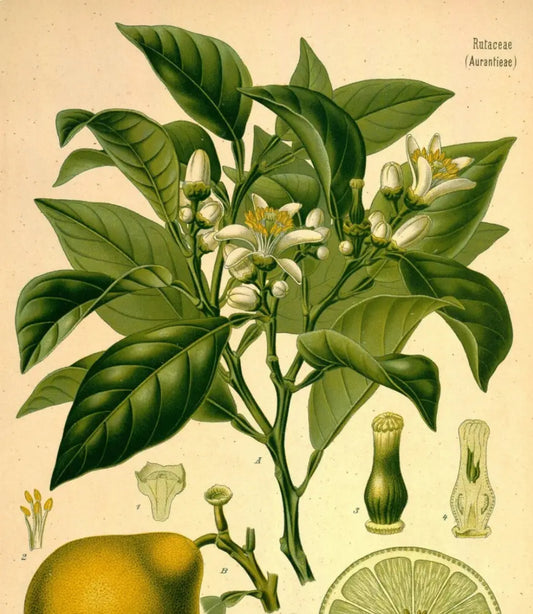 Essential Oil - Bergamot Heliotrope San Francisco