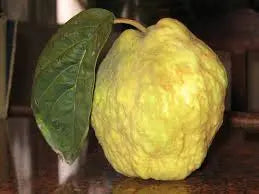 Essential Oil - Bergamot Heliotrope San Francisco