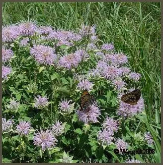 Essential Oil - Bergamot Heliotrope San Francisco