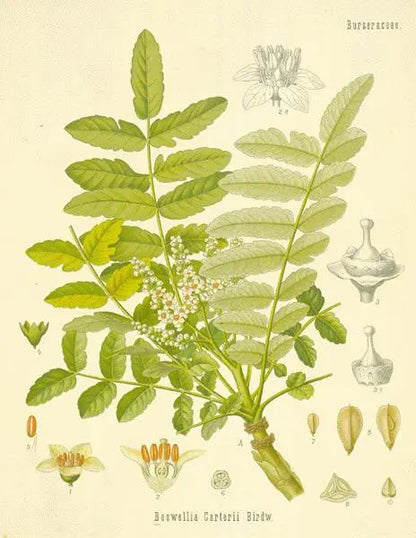 Essential Oil Blend Centering (Frankincense Moss) Heliotrope San Francisco