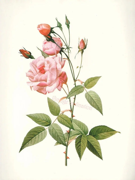 Essential Oil Blend Seductive (Rose Clove) Heliotrope San Francisco