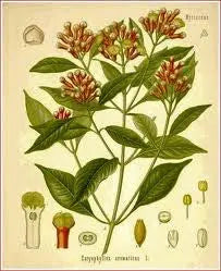 Essential Oil Blend Seductive (Rose Clove) Heliotrope San Francisco