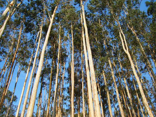 Essential Oil - Eucalyptus Heliotrope San Francisco
