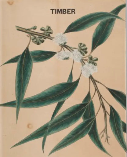 Essential Oil - Eucalyptus Heliotrope San Francisco