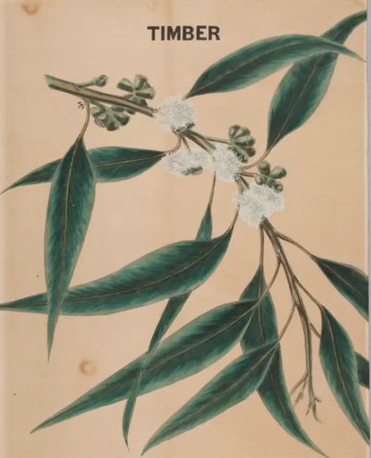 Essential Oil - Eucalyptus Heliotrope San Francisco