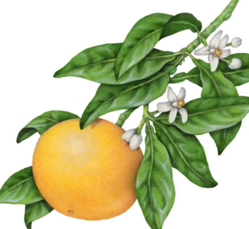 Essential Oil - Tangerine Heliotrope San Francisco