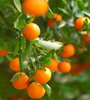 Essential Oil - Tangerine Heliotrope San Francisco