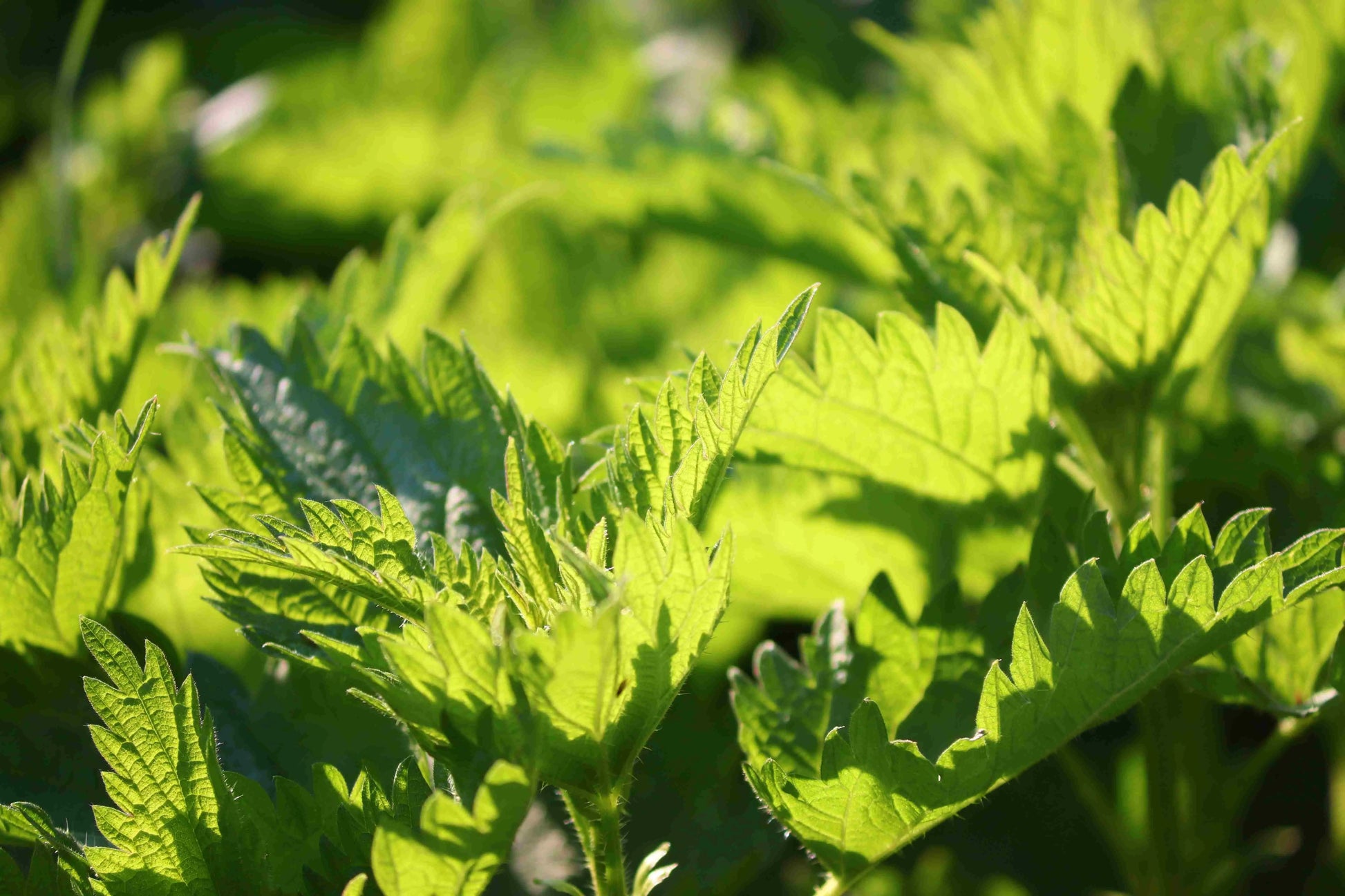 THE INCREDIBLE ORGANIC NETTLE - Food Supplement Naturare.fr