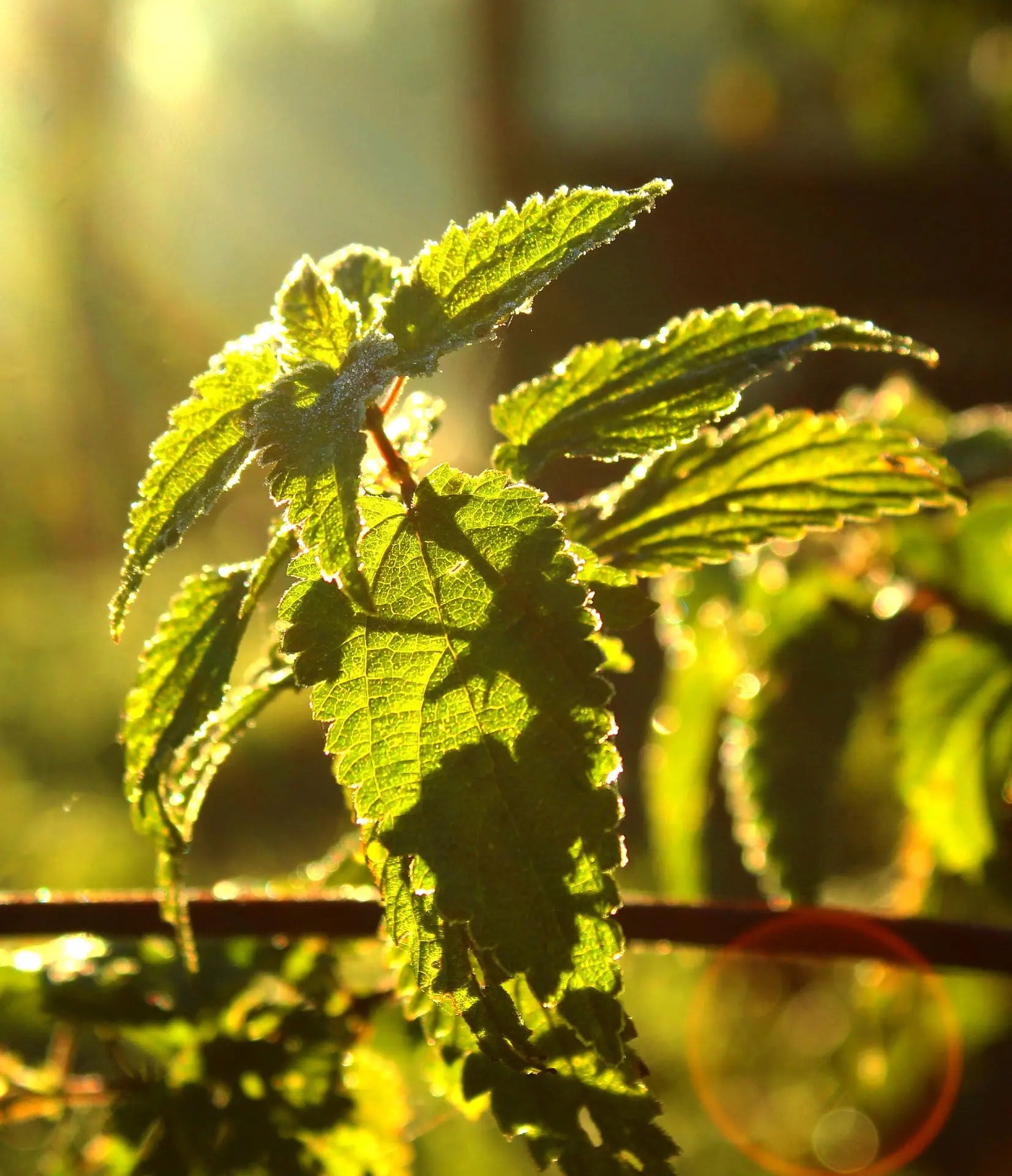 THE INCREDIBLE ORGANIC NETTLE - Food Supplement Naturare.fr