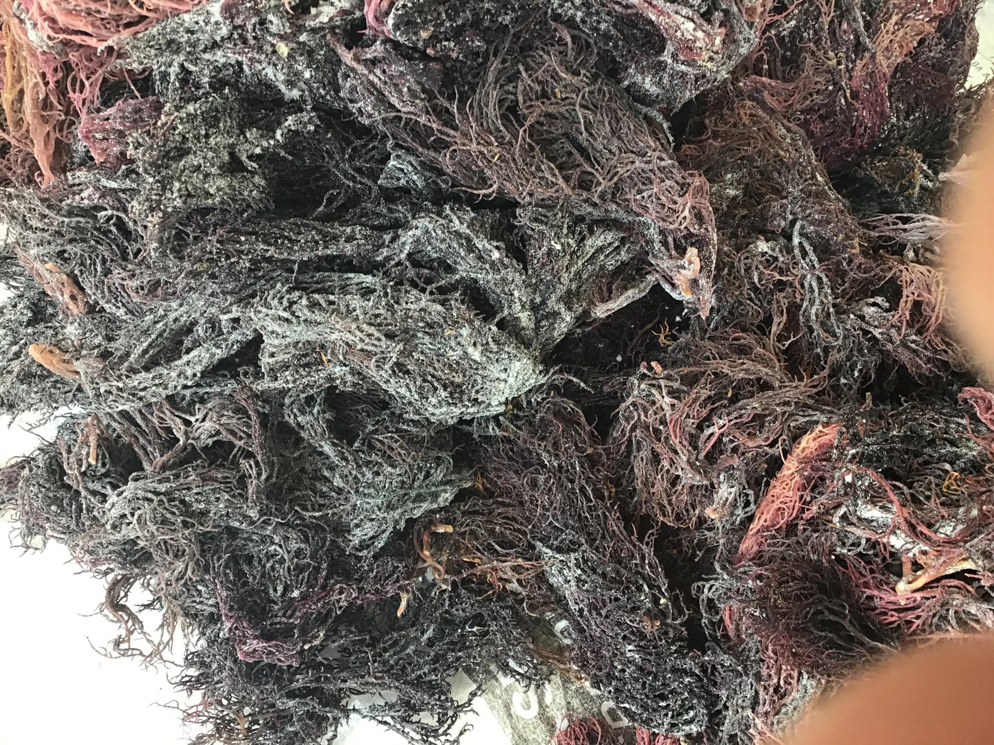 Purple Seamoss - Wholesale St.Lucian Seamoss Company